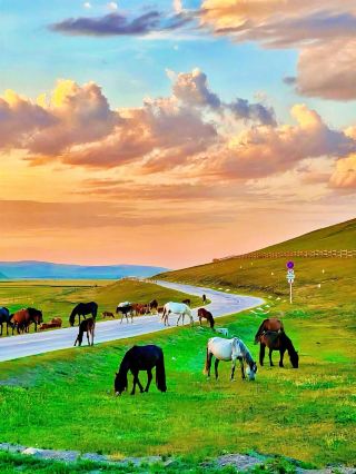 Grassland Paradise or Leek Farm? My Five-Day Hulunbuir Trip Was a Brutal Reality Check!