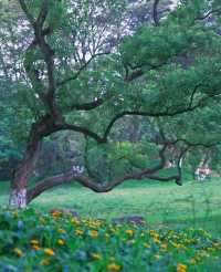 大夫山森林公園吸氧放鬆一下吧