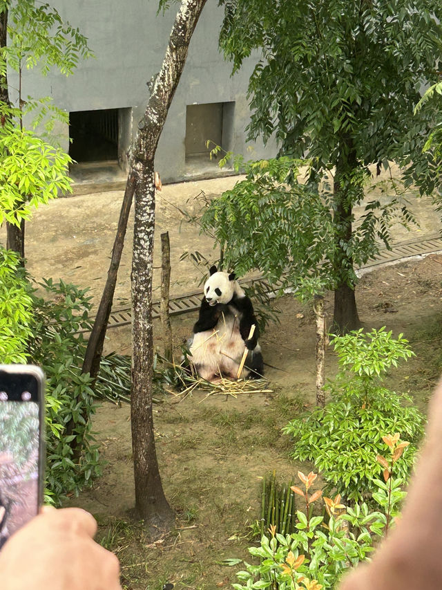 The Pandas of Chengdu!
