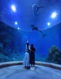 28℃避暑天堂！舟山長喬海洋館2日1夜全攻略
