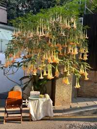 【網紅出片版】 "喺廈門影咗100G相，呢5個場景封神咗！ 植物園多肉區（9:00