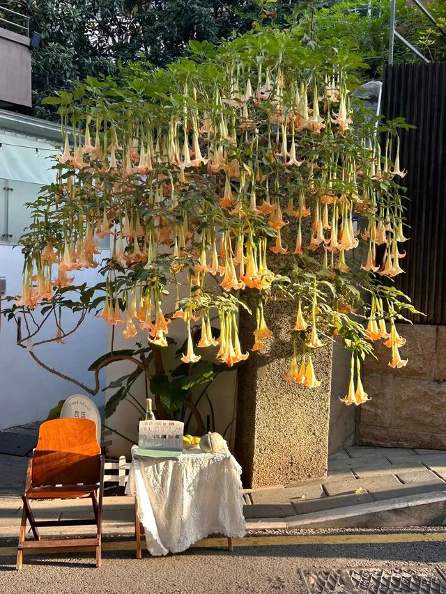 【網紅出片版】 "喺廈門影咗100G相，呢5個場景封神咗！ 植物園多肉區（9:00
