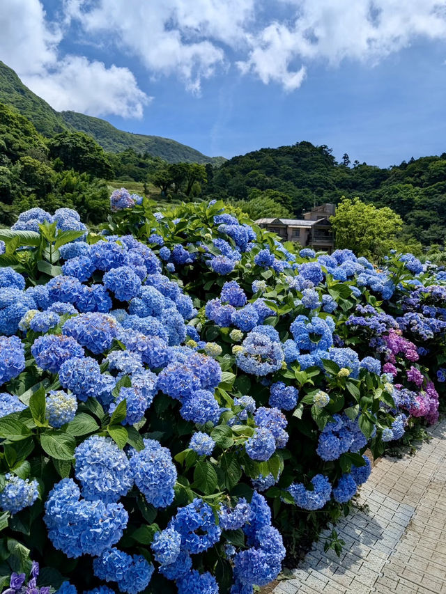 藍紫煙雲裡的浪漫午後