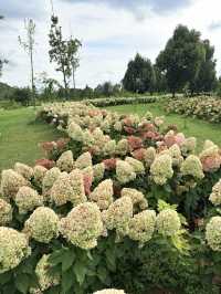 暑假親子遊|彌勒太平湖森林公園(附攻略)
