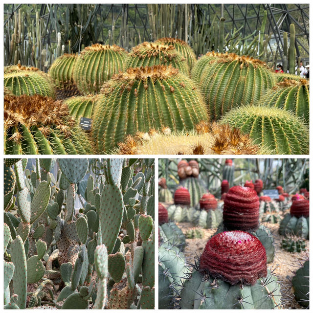 🌵闖入深圳沙漠星球！仙湖仙人掌園全攻略