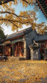 青島天后宮的銀杏不負秋天的美景