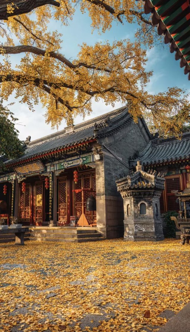 青島天后宮的銀杏不負秋天的美景