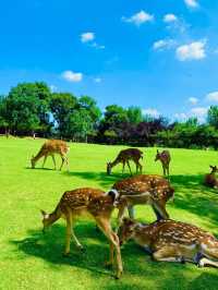 南京長生鹿苑攻略：免費進園+出片技巧，治癒感拉滿