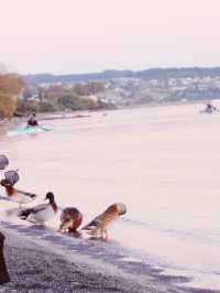 🦆 Lake Taupo’s Secret Duck Pond: A Quirky Waterfront Wonder!