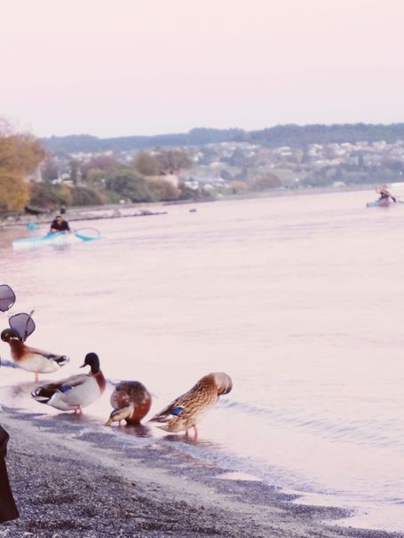 🦆 Lake Taupo’s Secret Duck Pond: A Quirky Waterfront Wonder!