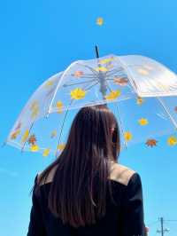 廣東賞秋天花板南雄銀杏鄉遊玩全攻略