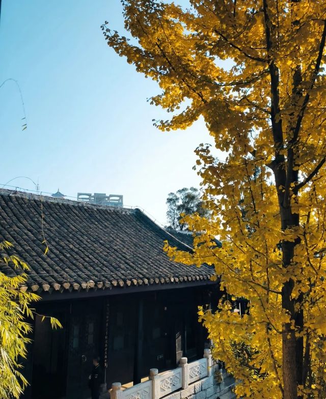 貴陽的銀杏路