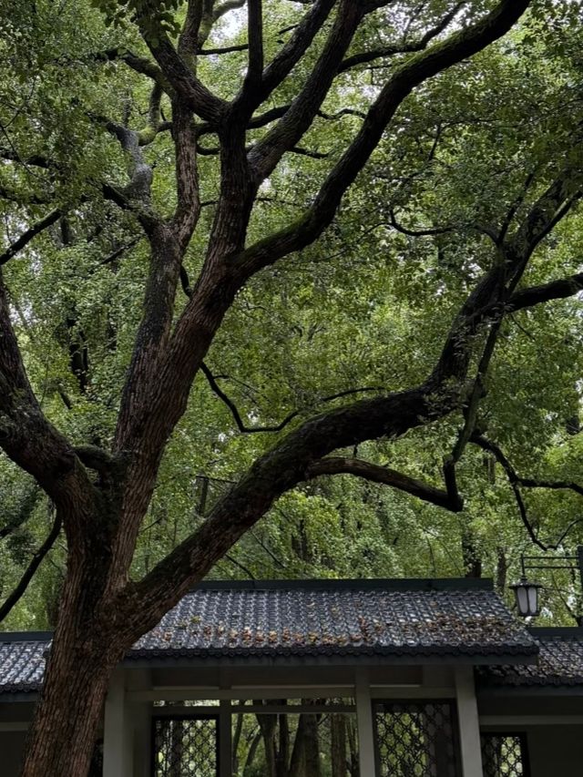 秋雨邂逅長沙紅葉