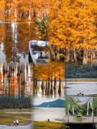 別再只去湖邊散步！白鷺灣濕地這處「天然氧吧」，拍照自帶濾鏡