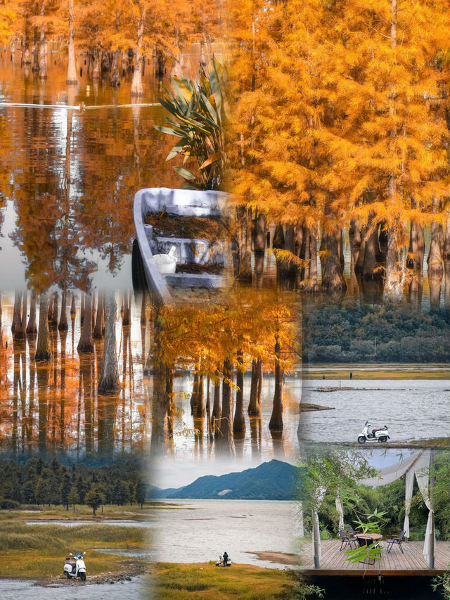 別再只去湖邊散步！白鷺灣濕地這處「天然氧吧」，拍照自帶濾鏡