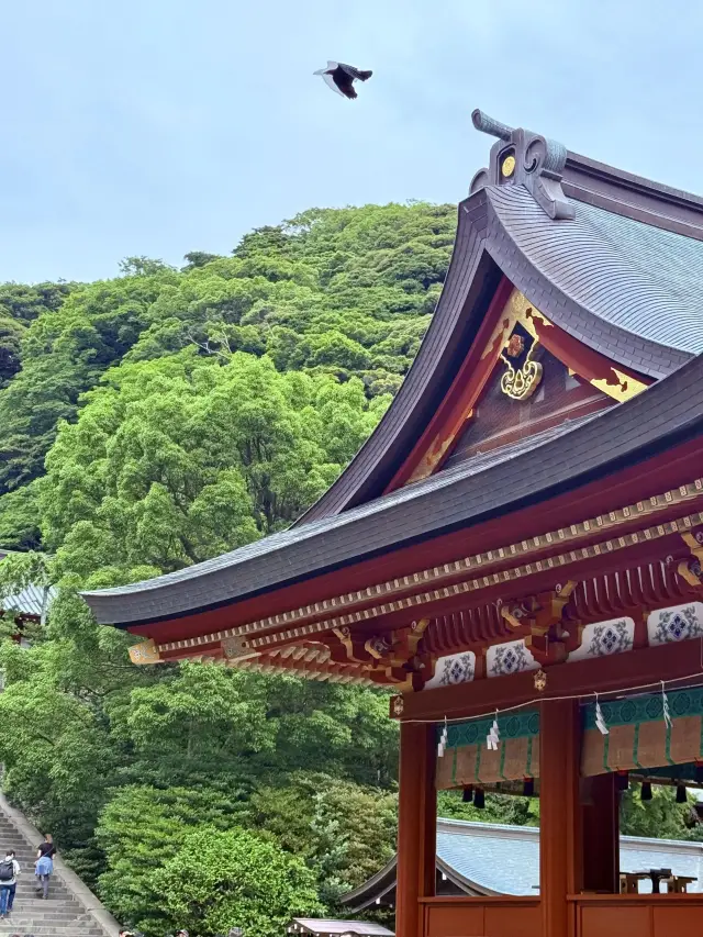 ญี่ปุ่นคามาคุระ | ศาลเจ้าสึรุโอกะฮาจิมังกู