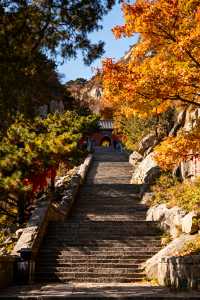 家庭遊好去處！山東日遊超高性價比