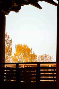 為了這個四合院，我專程奔赴洛陽的秋天