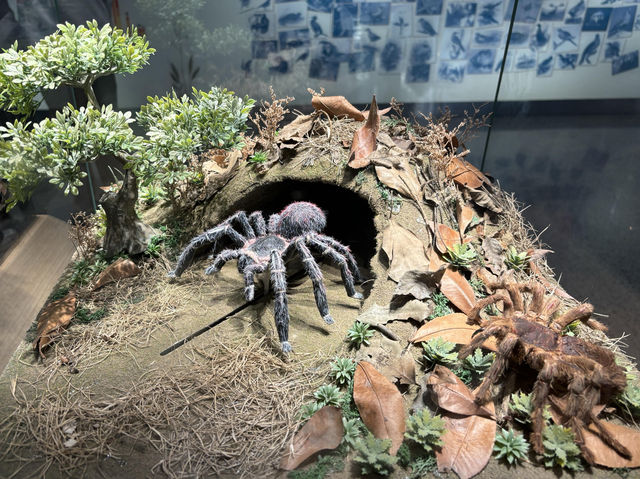 【上海自然博物館·萬物皆可見】超萌攻略來啦！