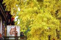 秋日裡綻放的金黃