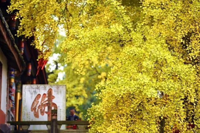 秋日裡綻放的金黃