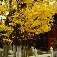 🍁 가을이 가장 아름다운 사찰, 대비사에서 찾은 고요함