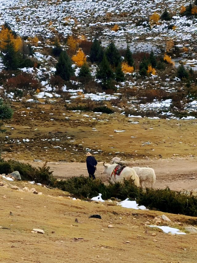 川西冬日天花板！木格措靚到令人詞窮