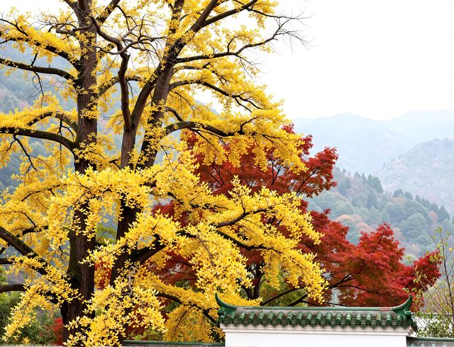 別再擠古鎮啦！600米高空發現「江南喀納斯」