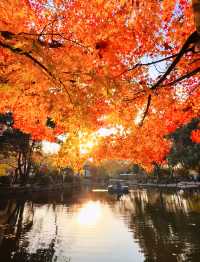 魔都上海的深秋初冬美到窒息徒步拍照聖地機位全公開!