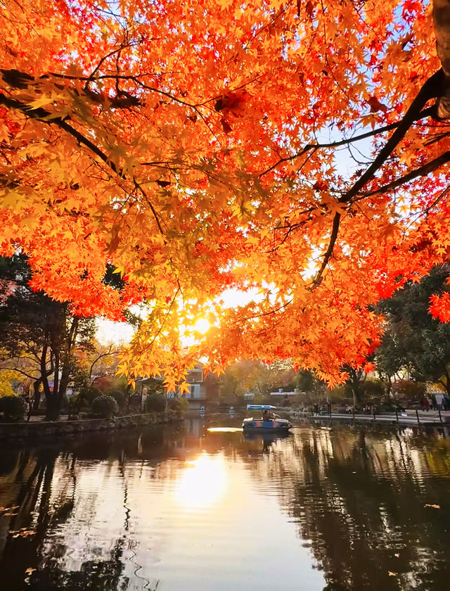 魔都上海的深秋初冬美到窒息徒步拍照聖地機位全公開! 魔都上海的深秋初冬美到窒息徒步拍照聖地機位全公開!