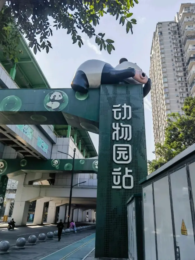 Chongqing Zoo Guide｜A Haven for Giant Pandas and a Great Educational Spot for Families