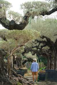 大膽預測這片奇幻森林將成為廣佛新頂流