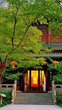 南京棲霞山秋色實測｜銀杏金黃楓葉漸變，下週顏值巔峰！