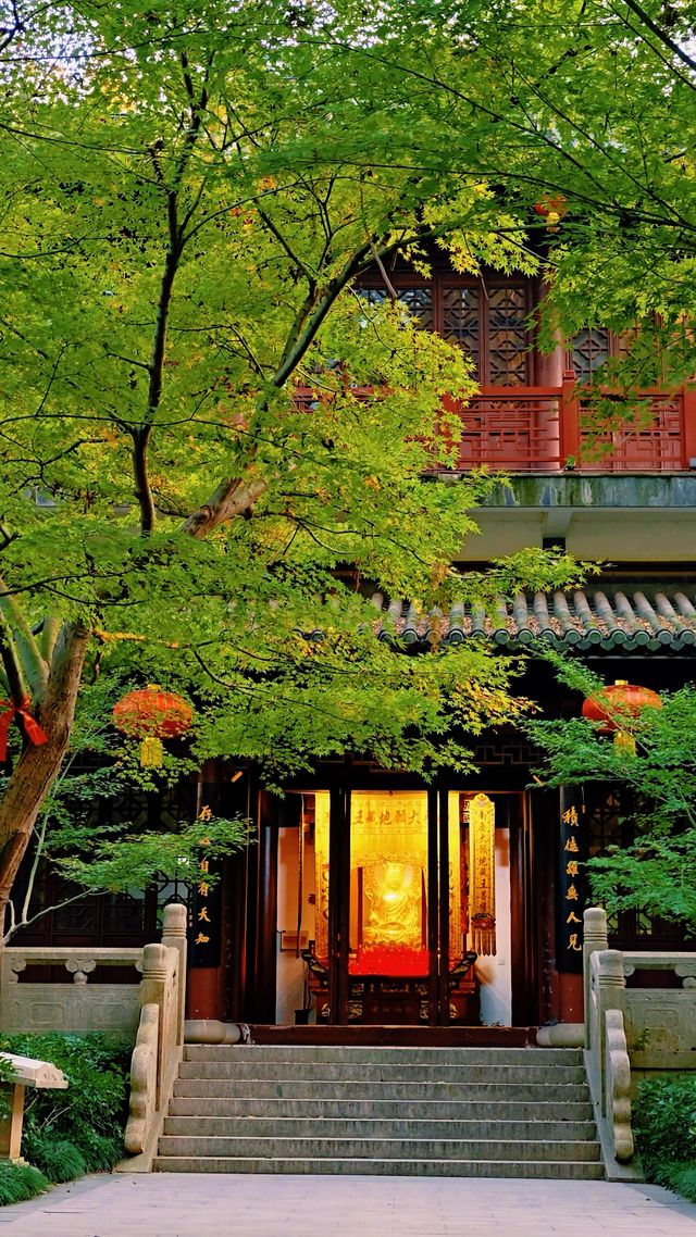 南京棲霞山秋色實測｜銀杏金黃楓葉漸變，下週顏值巔峰！