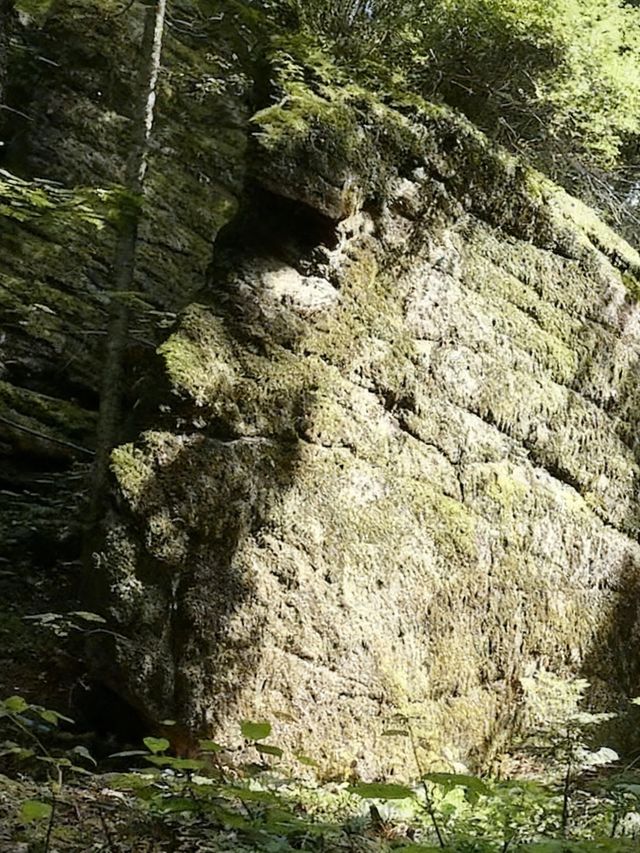在伊春找到了現實版綠野仙蹤!!|湯旺河林海奇石的一天 在伊春找到了現實版綠野仙蹤!!|湯旺河林海奇石的一天