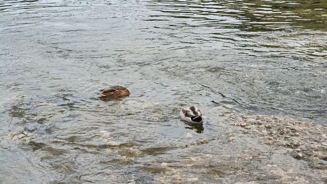 遊古橋,品歷史 遊古橋,品歷史