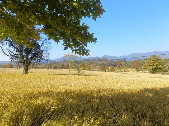由贛州出發週末遊宏村塔川賞秋保姆級攻略嚟喇