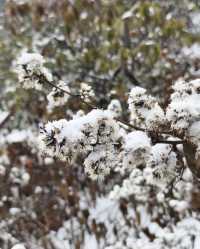 螺髻山瘋玩實錄：在雪地裡泡溫泉也太會了！