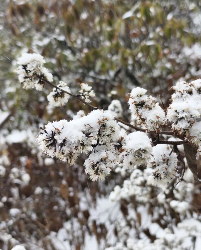 螺髻山瘋玩實錄：在雪地裡泡溫泉也太會了！