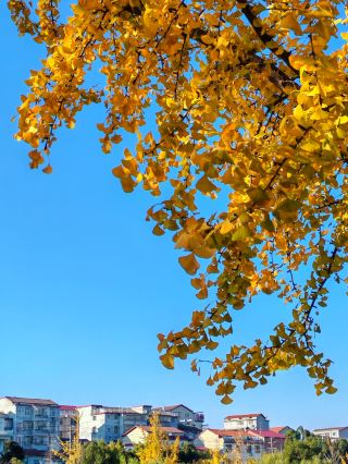 임상 장안 강변의 가을 기운이 짙어지고, 은행나무는 가을과 겨울을 헛되이 하지 않는다