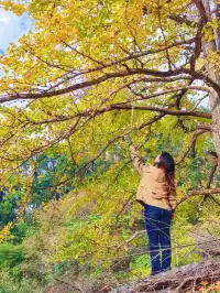 替大家去南雄踩點,銀杏青黃不接過幾天再去