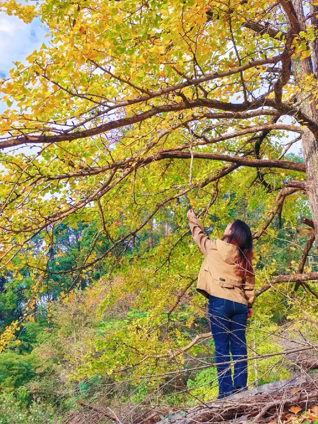 替大家去南雄踩點,銀杏青黃不接過幾天再去 替大家去南雄踩點,銀杏青黃不接過幾天再去