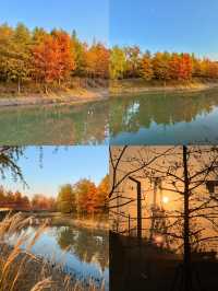 上海賞秋寶藏地三林紅杉林氛圍感拉滿！