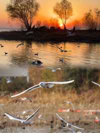 平頂山白龜湖|中原天鵝湖觀鳥指南