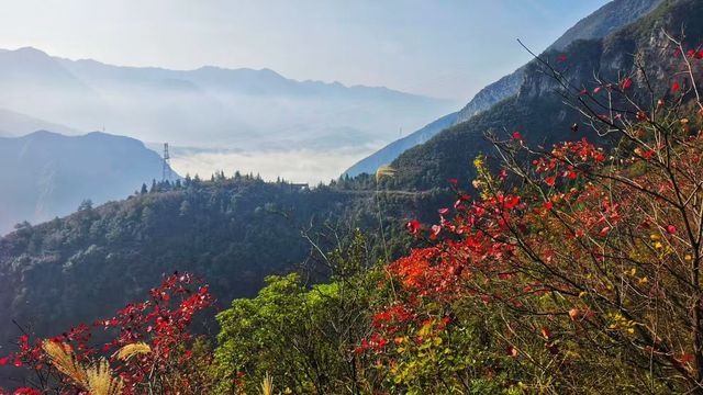 三峽紅葉與雲海,太美啦! 三峽紅葉與雲海,太美啦!