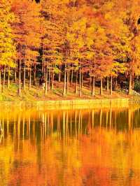 深圳秋冬遊玩攻略:10處落羽杉秘境,絕對不能錯過!!