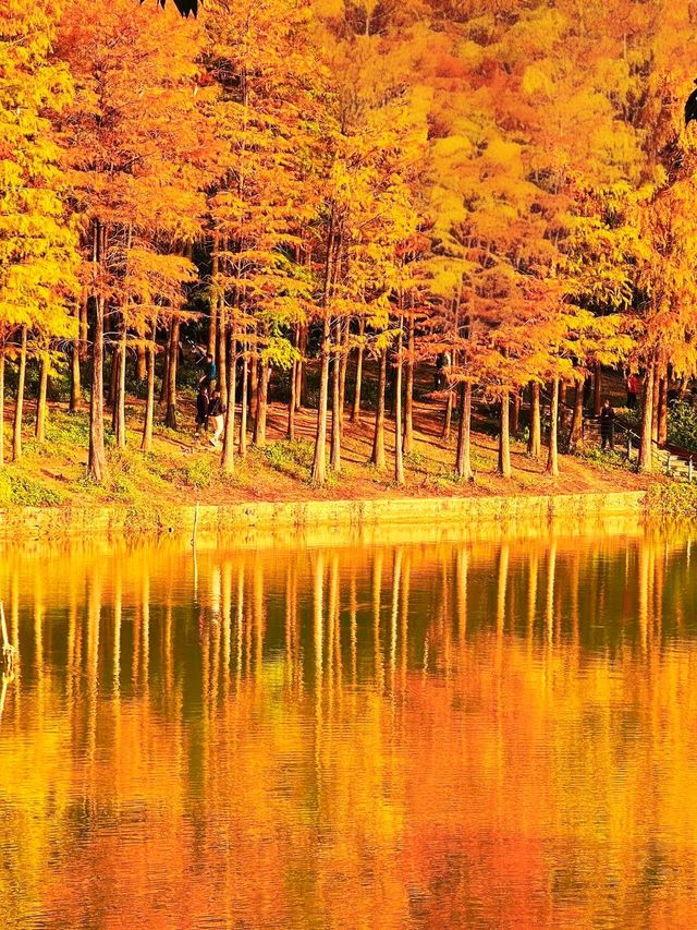 深圳秋冬遊玩攻略:10處落羽杉秘境,絕對不能錯過!! 深圳秋冬遊玩攻略:10處落羽杉秘境,絕對不能錯過!!