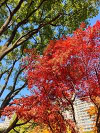 靜安輔德里公園的秋日秘境live