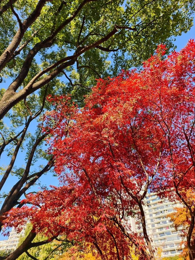 靜安輔德里公園的秋日秘境live
