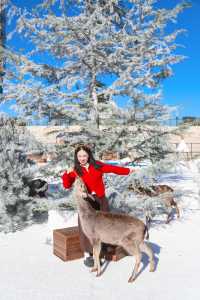 不出青島也能在 雪凇下和小鹿貼貼